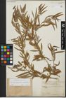 Foto von Salix acmophylloides Hausskn. & Bornm.